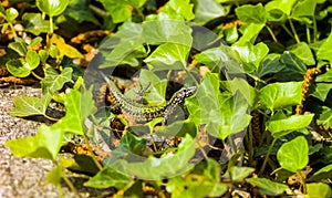 common wall lizard, podarcis muralis nigriventris