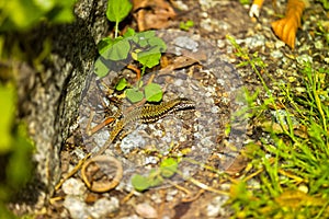 common wall lizard, podarcis muralis nigriventris