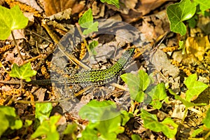 common wall lizard, podarcis muralis nigriventris