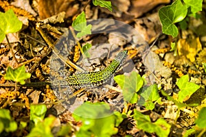 common wall lizard, podarcis muralis nigriventris