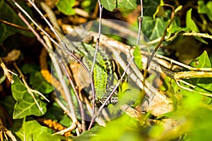 common wall lizard, podarcis muralis nigriventris