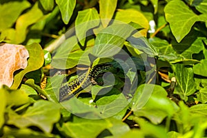 common wall lizard, podarcis muralis nigriventris