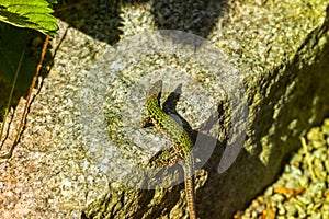 common wall lizard, podarcis muralis nigriventris