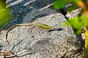 common wall lizard, podarcis muralis nigriventris