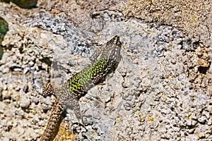 common wall lizard, podarcis muralis nigriventris