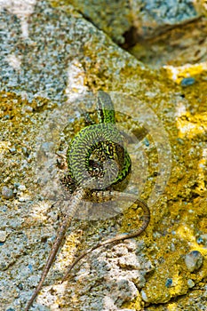 common wall lizard, podarcis muralis nigriventris