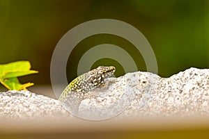 common wall lizard, podarcis muralis nigriventris