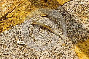 common wall lizard, podarcis muralis nigriventris