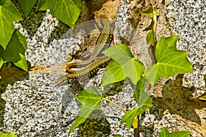 common wall lizard, podarcis muralis nigriventris