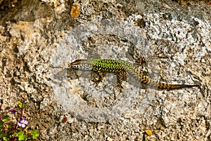 common wall lizard, podarcis muralis nigriventris