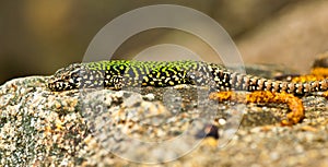 common wall lizard, podarcis muralis nigriventris