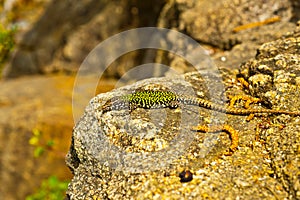 common wall lizard, podarcis muralis nigriventris