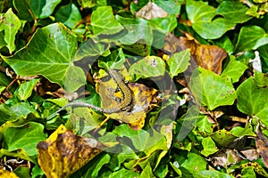 common wall lizard, podarcis muralis nigriventris