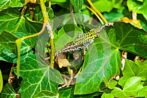 common wall lizard, podarcis muralis nigriventris