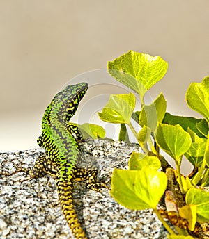 common wall lizard, podarcis muralis nigriventris