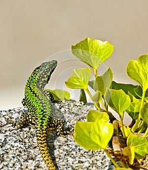 common wall lizard, podarcis muralis nigriventris