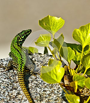 common wall lizard, podarcis muralis nigriventris