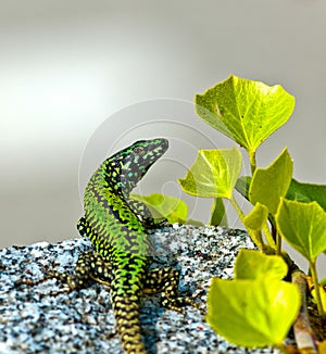 common wall lizard, podarcis muralis nigriventris