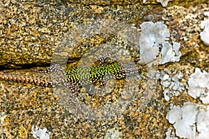 common wall lizard, podarcis muralis nigriventris