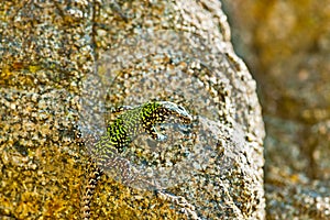 common wall lizard, podarcis muralis nigriventris