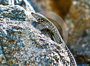 common wall lizard, podarcis muralis nigriventris