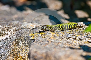 common wall lizard, podarcis muralis nigriventris