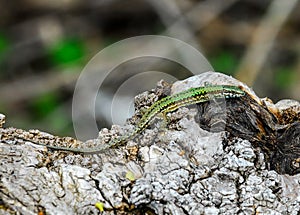 common wall lizard, podarcis muralis nigriventris