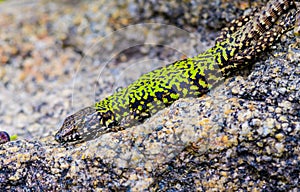 common wall lizard, podarcis muralis nigriventris