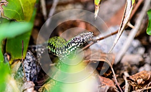 common wall lizard, podarcis muralis nigriventris