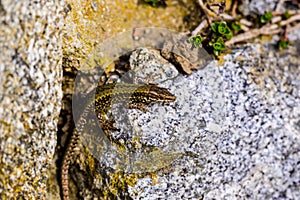 common wall lizard, podarcis muralis nigriventris