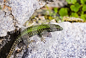 common wall lizard, podarcis muralis nigriventris