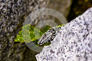 common wall lizard, podarcis muralis nigriventris