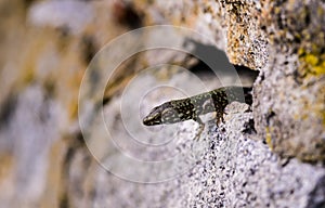 common wall lizard, podarcis muralis nigriventris