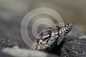 Common wall lizard podarcis muralis Reptile Close up Portrait Clear