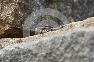 Common wall lizard podarcis muralis Reptile Close up Portrait Clear