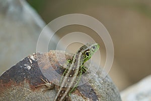 Common wall lizard podarcis muralis Reptile Close up Portrait Clear