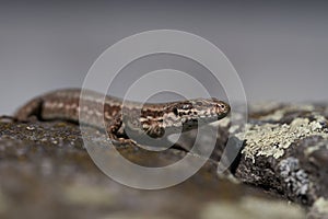 Common wall lizard podarcis muralis Reptile Close up Portrait Clear