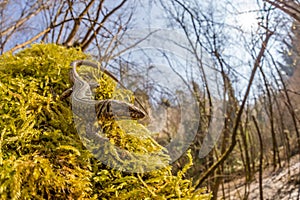 Common wall lizard (Podarcis muralis) in the woodland