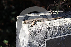 Common Wall Lizard (Podarcis Puralis)