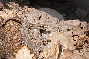 common wall lizard resting on the ground