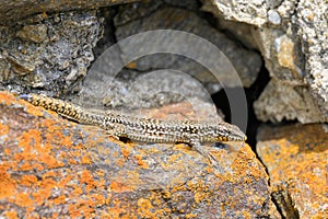 A common wall lizard resting on a rock