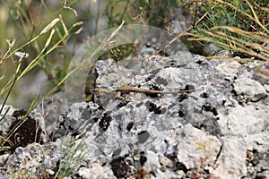 Common wall lizard on a rock.