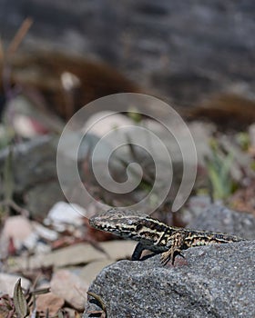 A common wall lizard, sitting on a stone