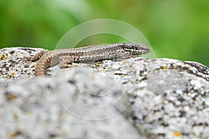 Common wall lizard sunbathing