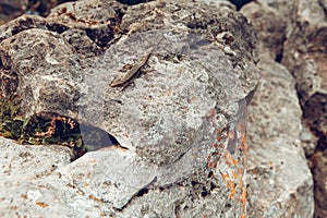 Common wall lizard sunbathing on a rock