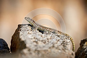 Common wall lizard sunbathing on a rock in the morning