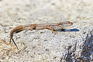 Common wall lizard sunbathing on a rock in the morning