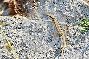 Common wall lizard sunbathing on a rock in the morning