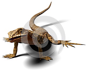 Common Wall Lizard on white background