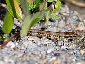 Common wall lizzard